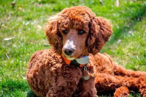 American Water Spaniel tomando el sol