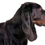 Black and Tan Coonhound de perfil