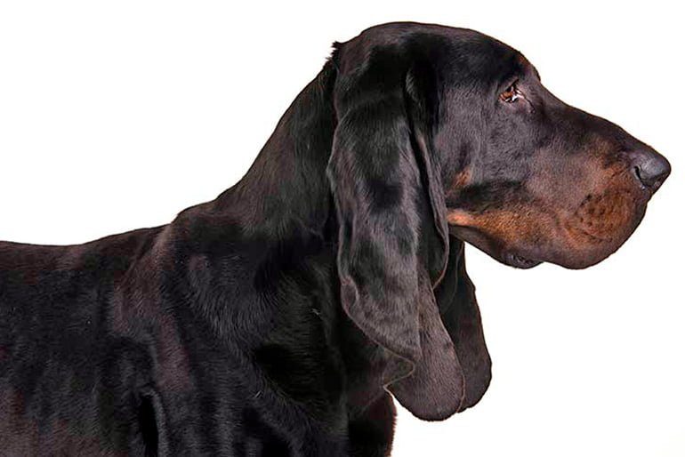 Black and Tan Coonhound de perfil