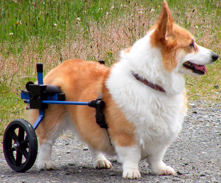 Corgi-usando-una-silla-de-ruedas