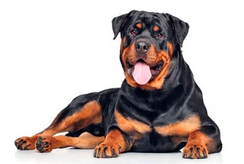 Rottweiler, el perro más fuerte del mundo