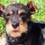 Schnauzer miniatura