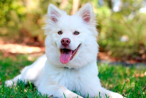 perro descansando en el cesped