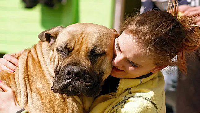 abrazo a perro con orejas hacia atrás