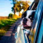 bulldog frances viajando en coche