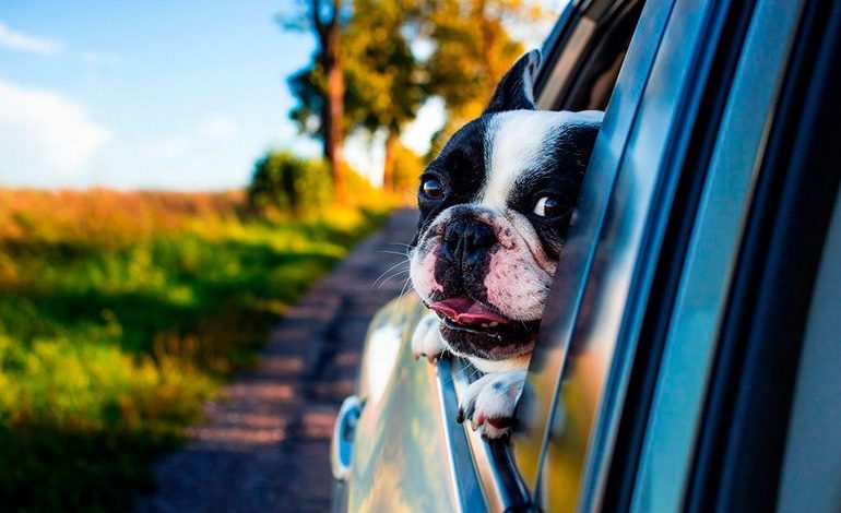 bulldog frances viajando en coche