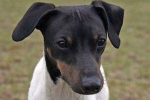 cabeza de un terrier japonés