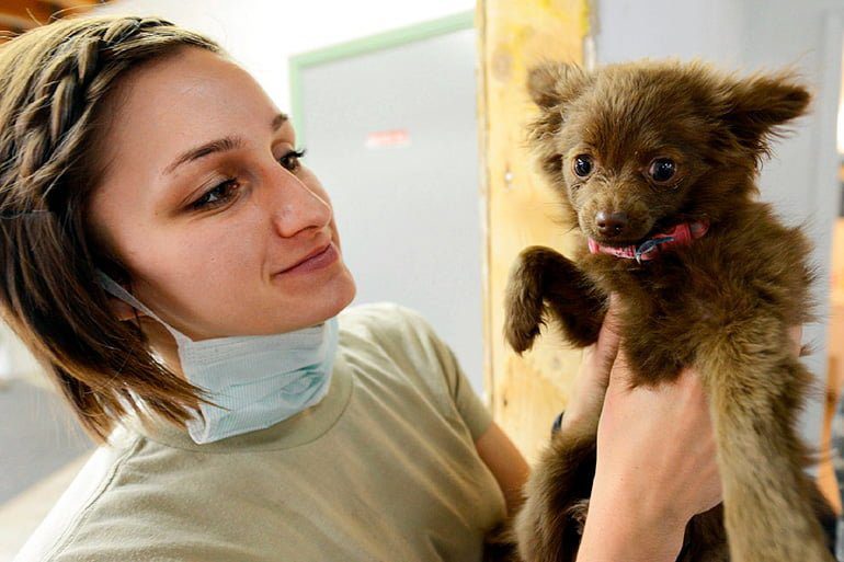 cachorro de perro en revisión veterinaria