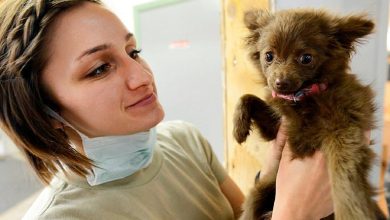 cachorro de perro en revisión veterinaria