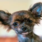 cachorro de raza pequeña