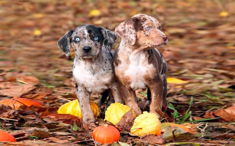 cachorros-de-American-Leopard-Hound