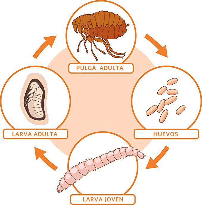 ciclo-de-las-pulgas