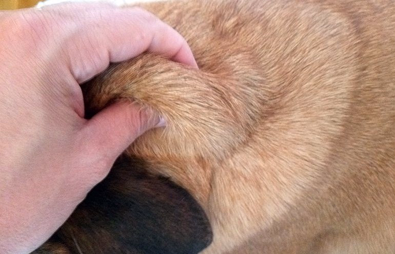 comprobando-la-elasticidad-de-la-piel-de-un-perro