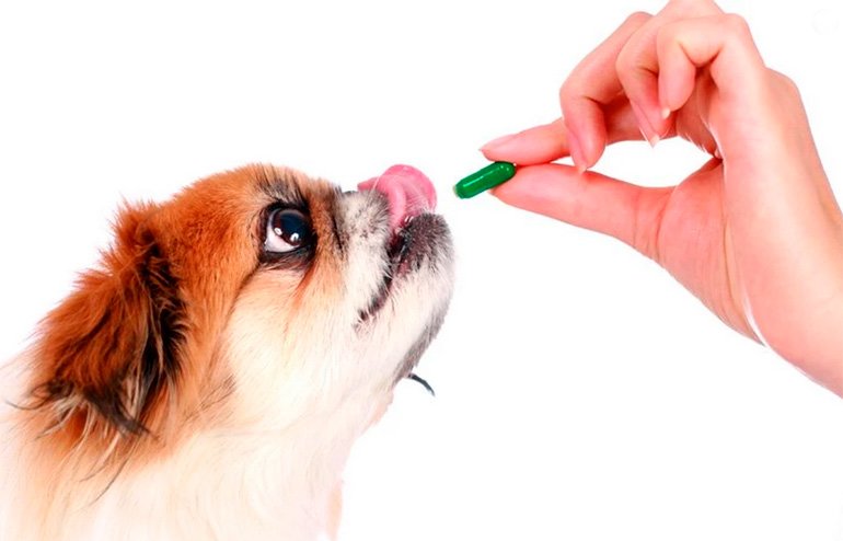 dando-una-pastilla-antiparasitos-a-un-perro