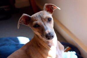 gagl italiano descansando en su cama