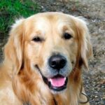 golden retriever con díndrome de horner