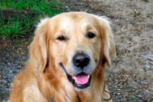 golden retriever con díndrome de horner