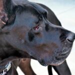 gran danes