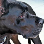 gran danes