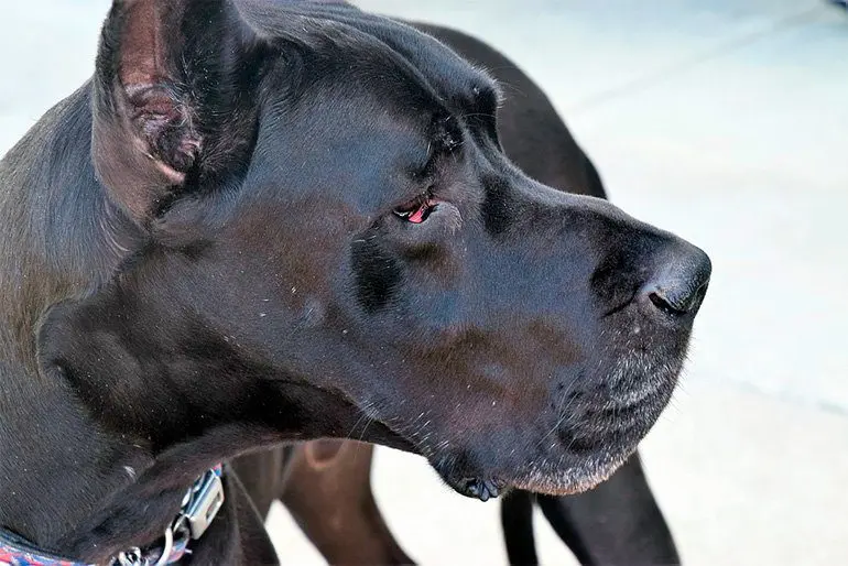 gran danes