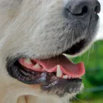 hocico de perro mostrando los dientes