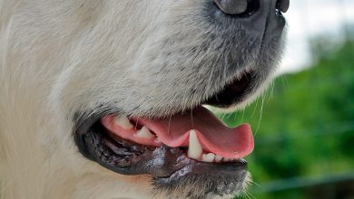 hocico de perro mostrando los dientes
