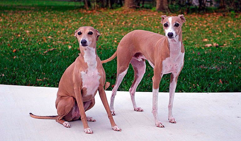 pareja-de-galgos-italianos-de-color-marron-y-blanco