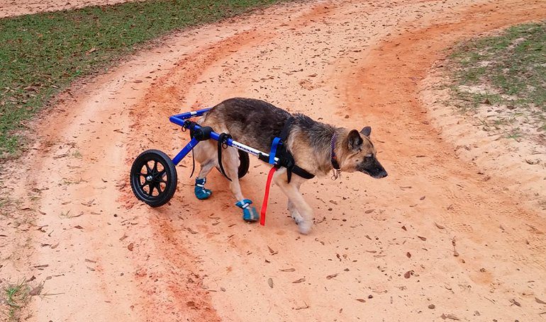 Dentro Comandante Rafflesia Arnoldi Todo sobre las sillas de ruedas para perros + Guía de fabricación