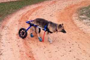 pastor alemán con silla de ruedas