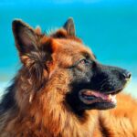 pastor alemán de pelo largo