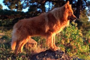 pastor garafiano en la montaña