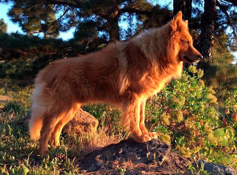 pastor garafiano en la montaña