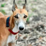 perro anorexico por sindrome de malabsorcion