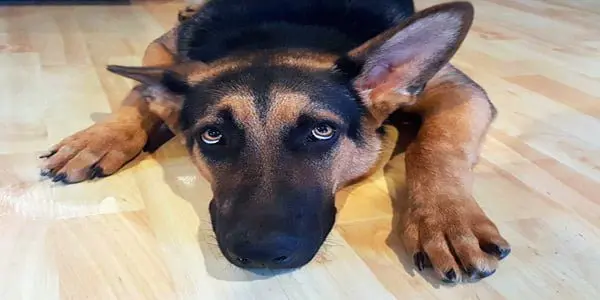 perro asustado