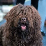 perro barbet