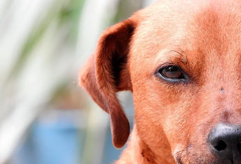 perro celoso