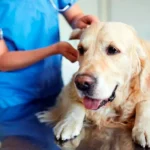 perro con Hipoadrenocorticismo en consulta veterinaria 2
