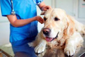 perro con Hipoadrenocorticismo en consulta veterinaria 2