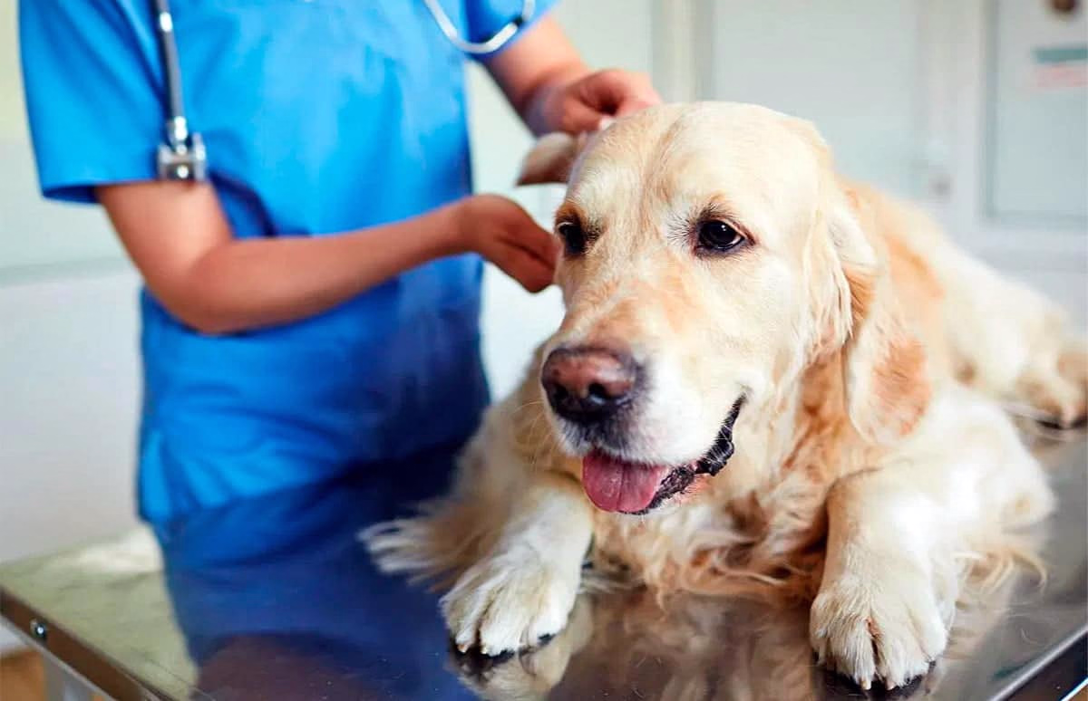 perro con Hipoadrenocorticismo en consulta veterinaria 2