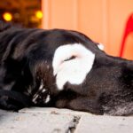 perro con cara despigmentada