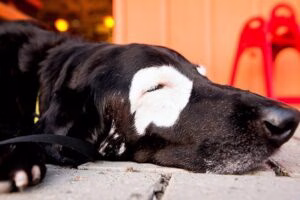 perro con cara despigmentada