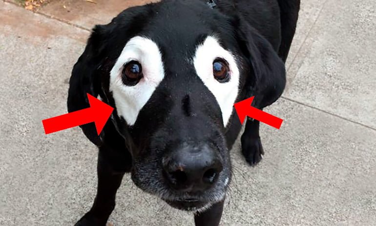 perro-con-despigmentación-alrededor-de-los-ojos