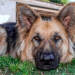 perro con transtorno psicologico