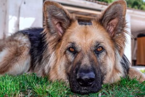 perro con transtorno psicologico