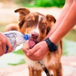 perro deshidratado bebiendo agua