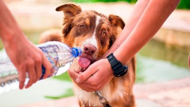 perro deshidratado bebiendo agua