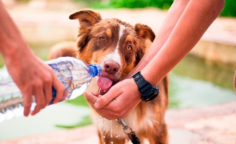 perro deshidratado bebiendo agua