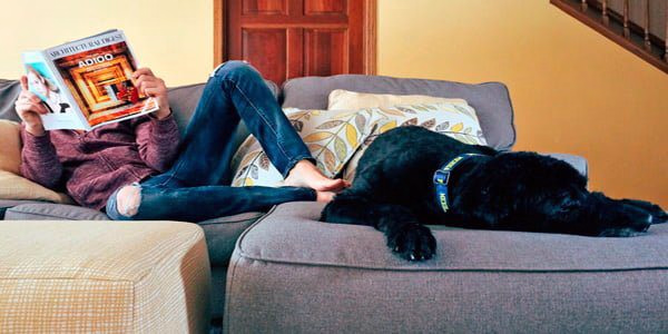 perro en el sofa