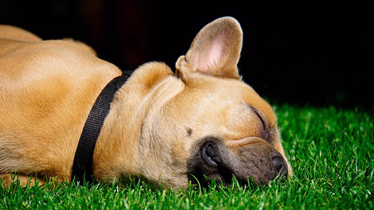 perro muerto