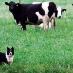 perro pastor junto al ganado